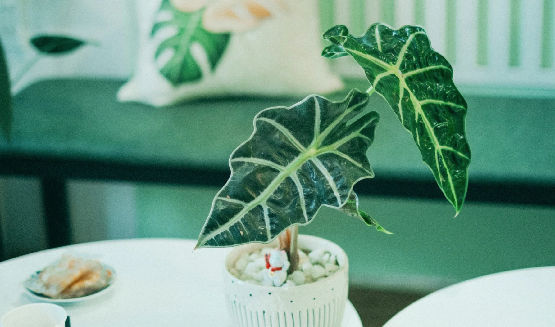 Starostlivosť o izbovky podľa druhu